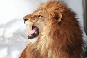 【862部突破】即れない、いい人で終わるメンズへ。即を引き寄せる!ドグマティック・アニマル・ルーティン（おまけ付き）