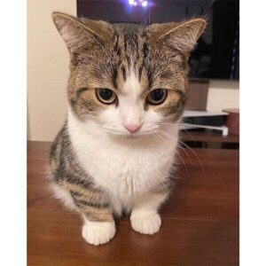 ねこのAI副業Ⅱ～感動と収入をもたらす　ねこですわんわん